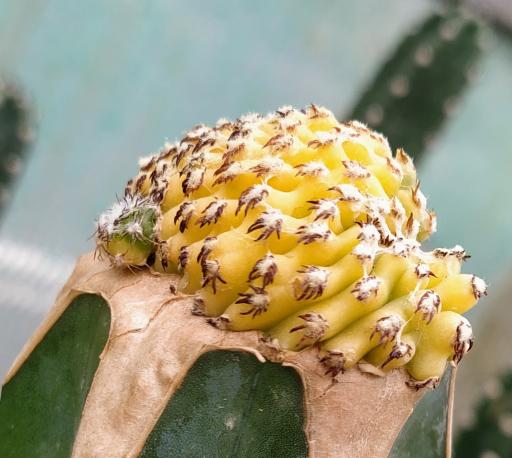 عکس کاکتوس های کلکسیونی و کمیاب صدری