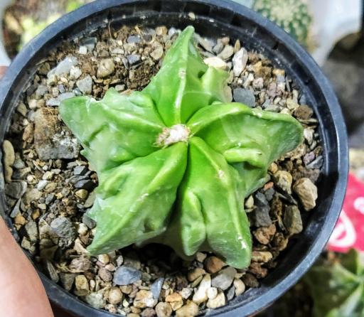 عکس کاکتوس های کلکسیونی و کمیاب صدری