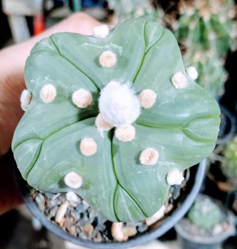 عکس کاکتوس های کلکسیونی و کمیاب صدری