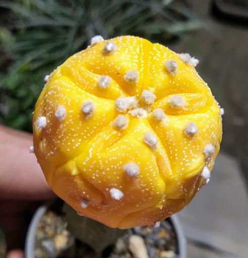 عکس کاکتوس های کلکسیونی و کمیاب صدری