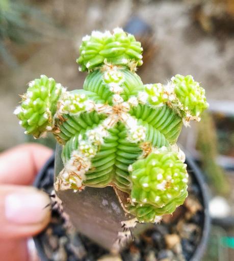 عکس کاکتوس های کلکسیونی و کمیاب صدری