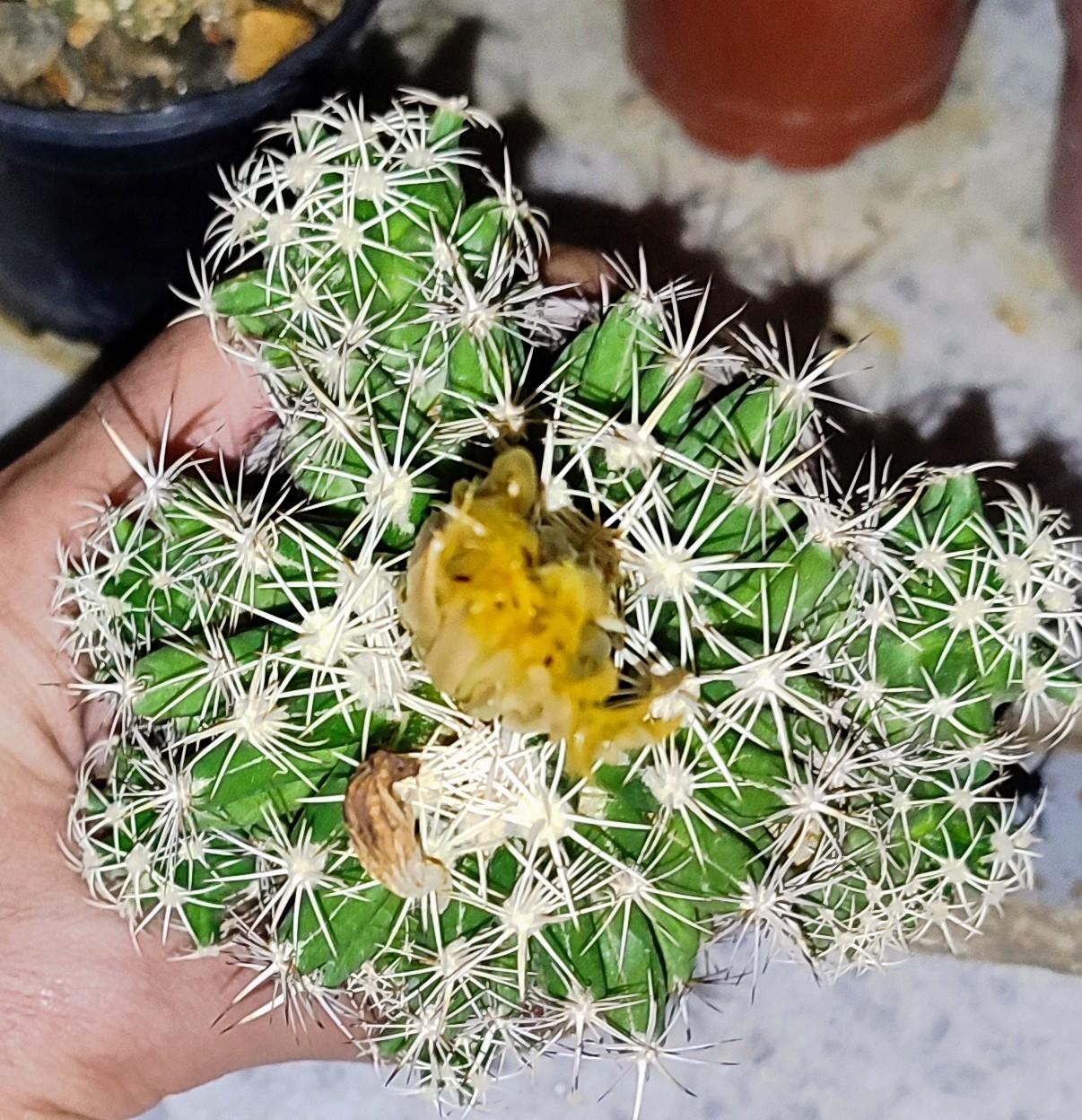 عکس کاکتوس های کلکسیونی و کمیاب صدری