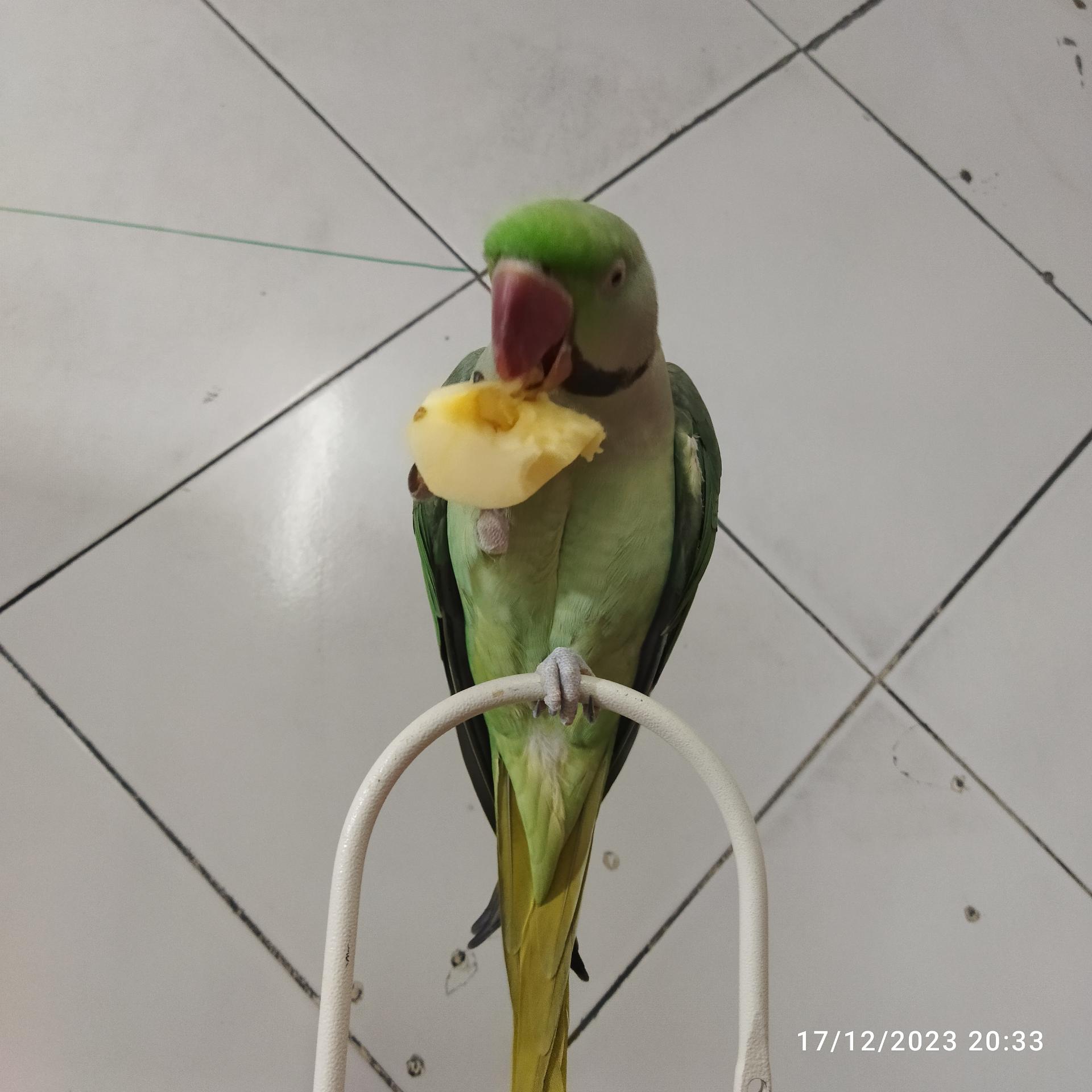 عکس طوطی سرای ایمان 