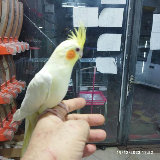 عکس طوطی سرای ایمان 