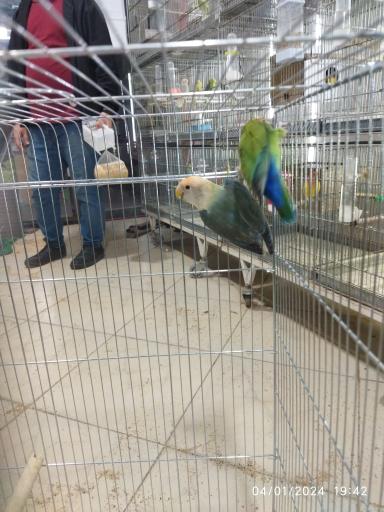 عکس طوطی سرای ایمان 