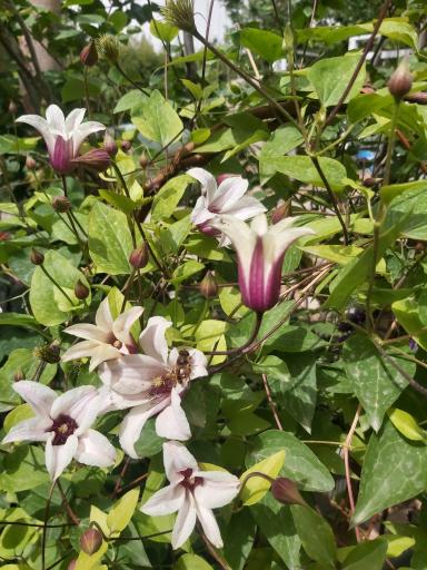 عکس گلخانه هگمتانه