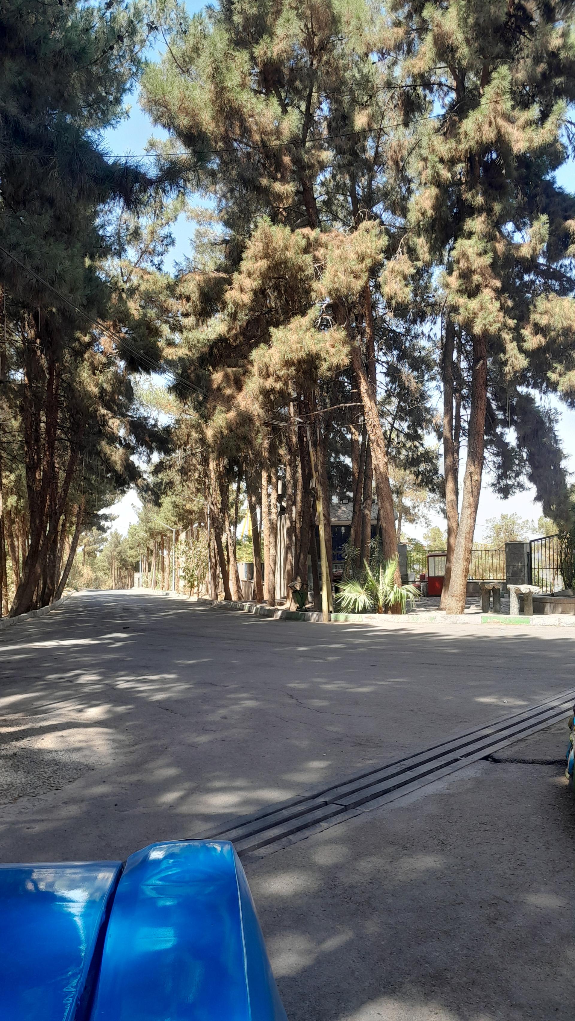 عکس پارک جنگلی پیشوا