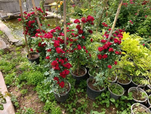 عکس گل و گیاه شیر کوه