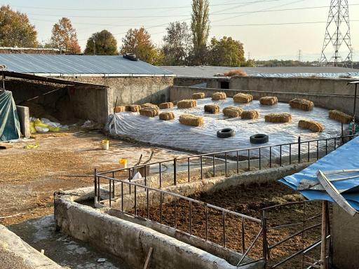 عکس تولید شیر گوشت دام‌دوشان 