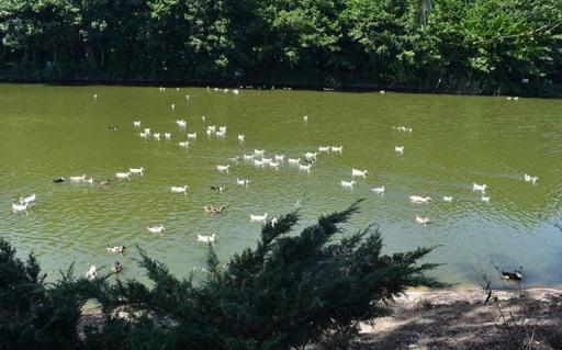 عکس جزیره نارگیل