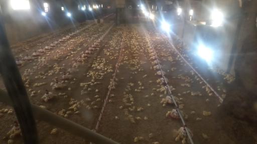 عکس مرغداری ملک زاده