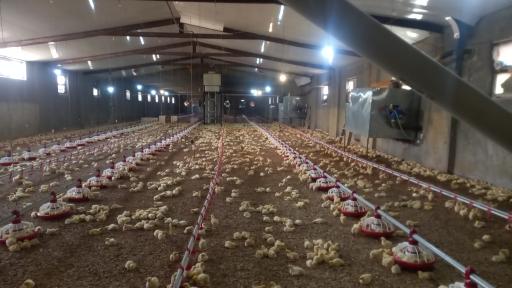 عکس مرغداری ملک زاده