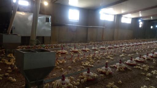 عکس مرغداری ملک زاده