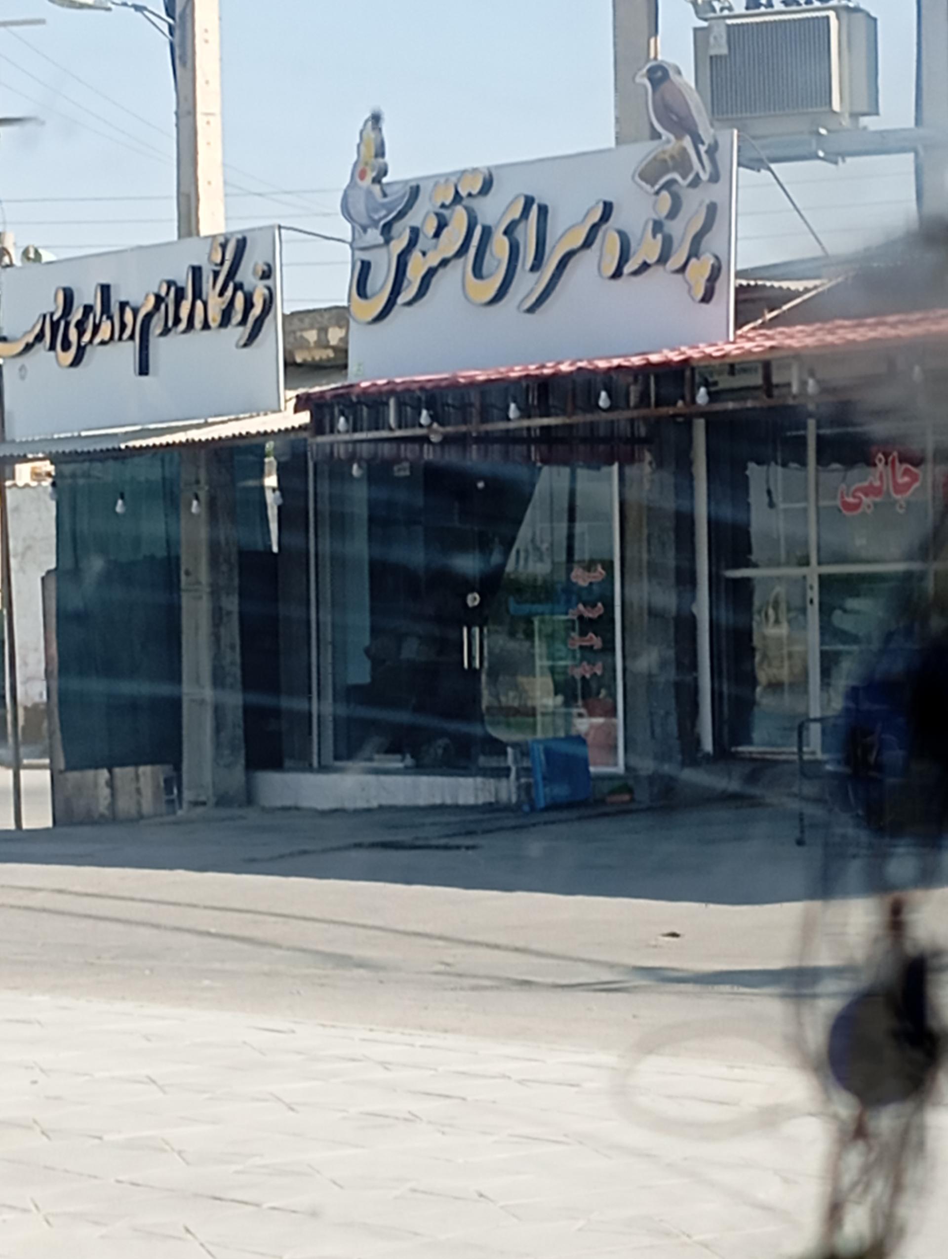 عکس پرنده فروشی ققنوس