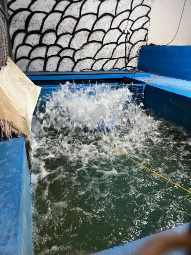 عکس ماهی قزل آلا زنده شهید رسول هاشمیان 