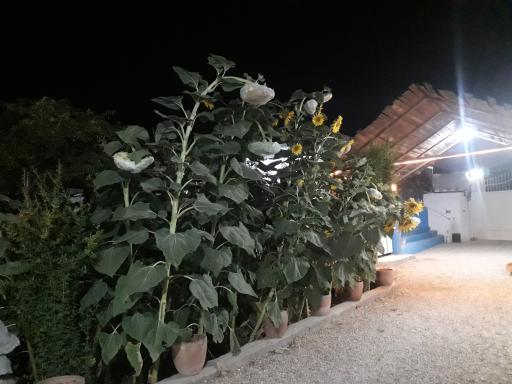 عکس ماهی قزل آلا زنده شهید رسول هاشمیان 