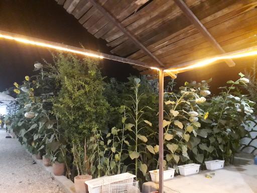 عکس ماهی قزل آلا زنده شهید رسول هاشمیان 