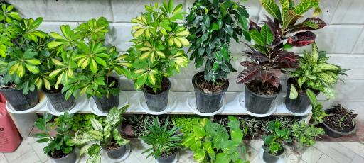 عکس گل فروشی نجلا 