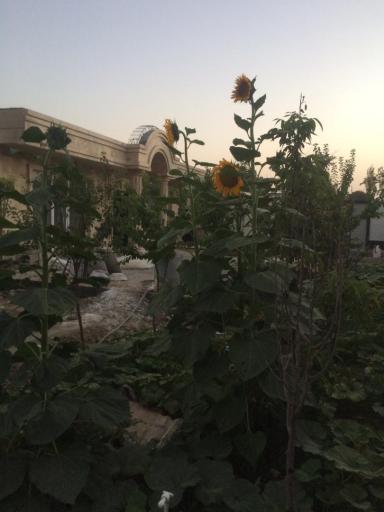 عکس کوچه مزرعه