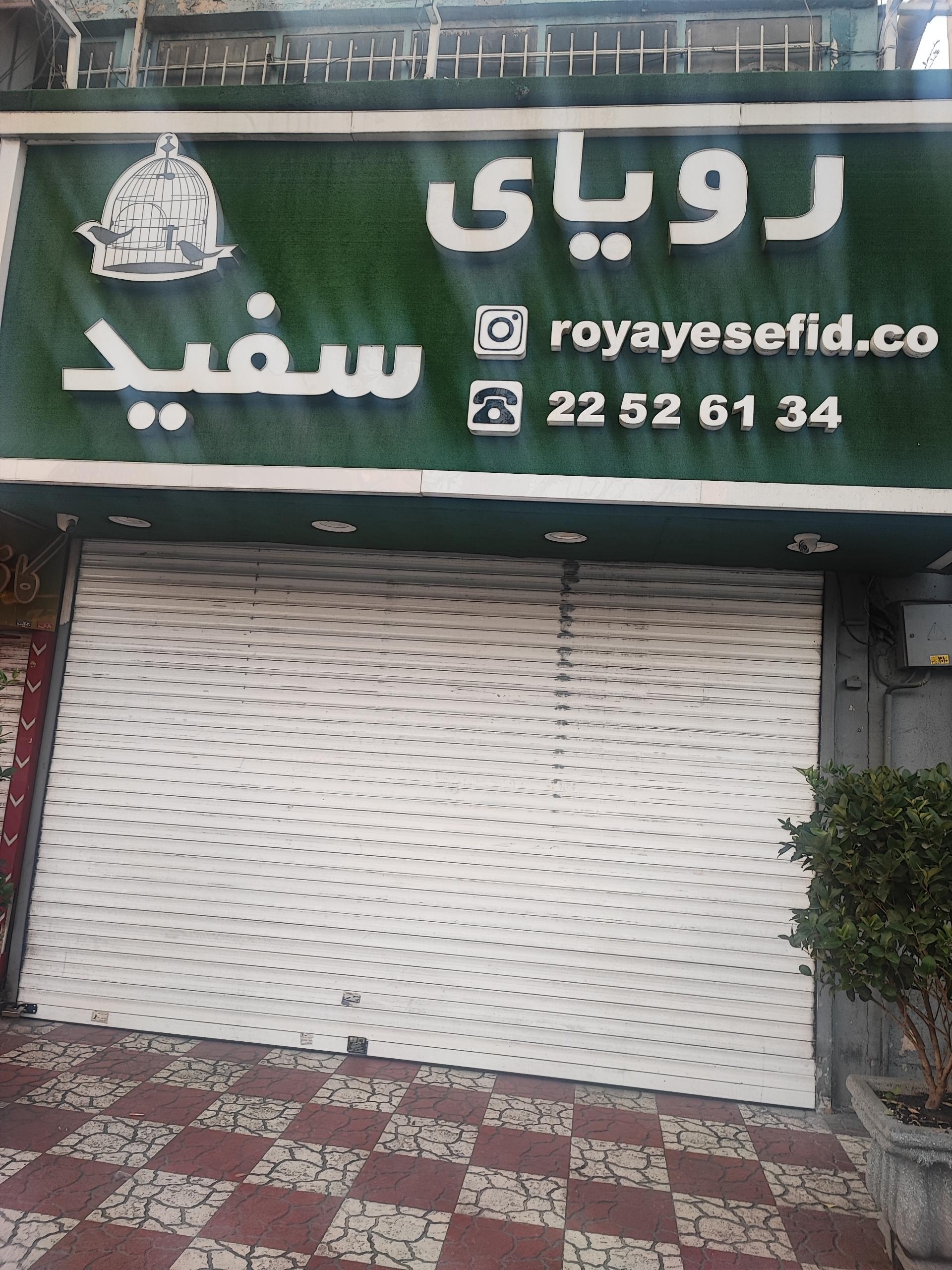 عکس رویای سفید عکس رویای سفید