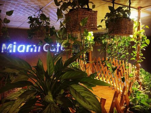 عکس کافه میامی