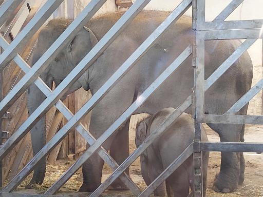 عکس فیل آسیایی - Asian Elephant