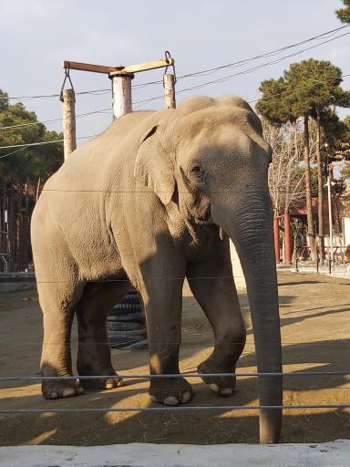 عکس فیل آسیایی - Asian Elephant