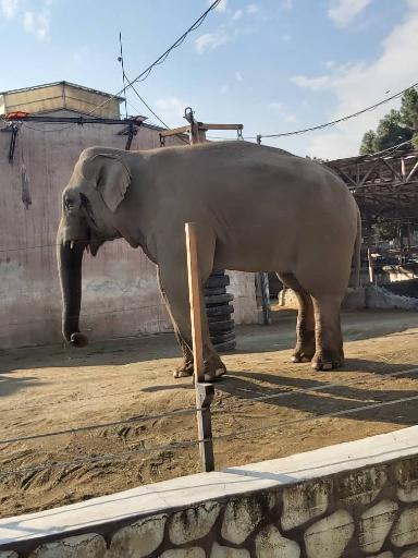 عکس فیل آسیایی - Asian Elephant