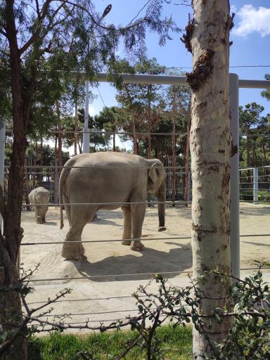 عکس فیل آسیایی - Asian Elephant