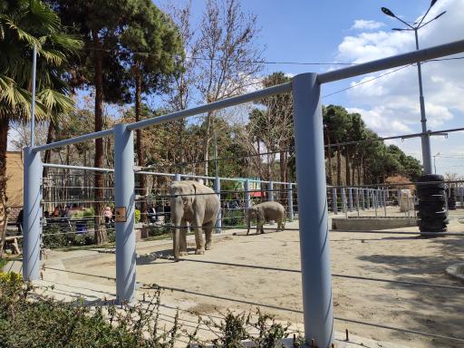 عکس فیل آسیایی - Asian Elephant