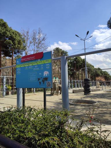 عکس فیل آسیایی - Asian Elephant