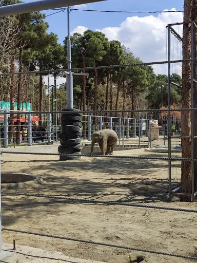 عکس فیل آسیایی - Asian Elephant