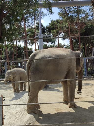 عکس فیل آسیایی - Asian Elephant