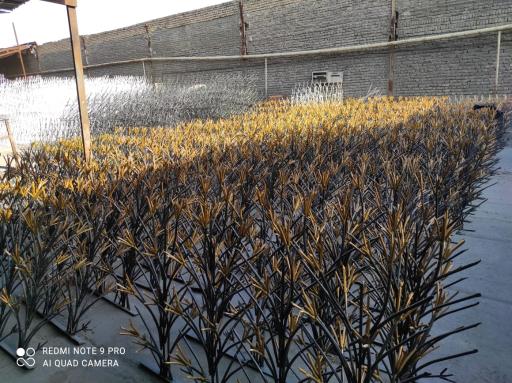 عکس حفاظ برتر