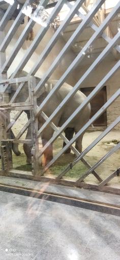 عکس فیل آسیایی - Asian Elephant