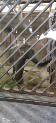 عکس فیل آسیایی - Asian Elephant