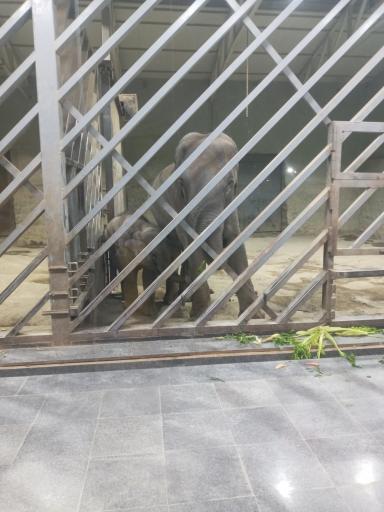 عکس فیل آسیایی - Asian Elephant