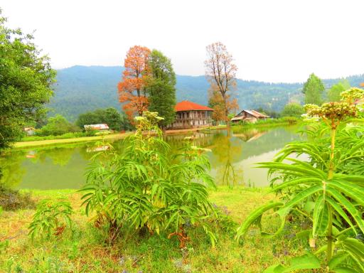 عکس دریاچه نیلوفر آبی استخرگاه