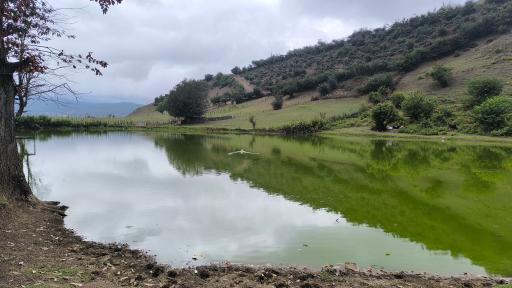 عکس دریاچه نیلوفر آبی استخرگاه