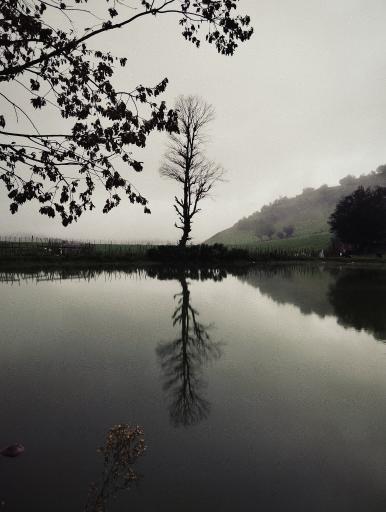 عکس دریاچه نیلوفر آبی استخرگاه