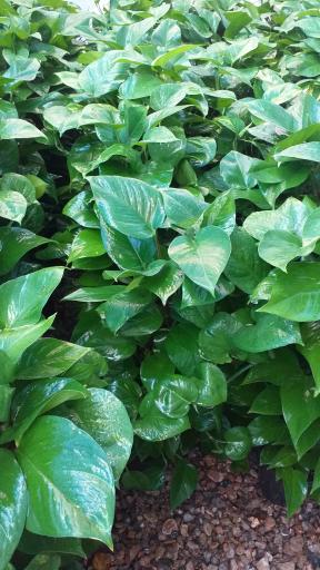 عکس گل فروشی گلوریاگاردن