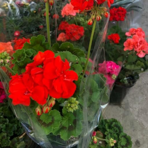 عکس گل فروشی گلوریاگاردن
