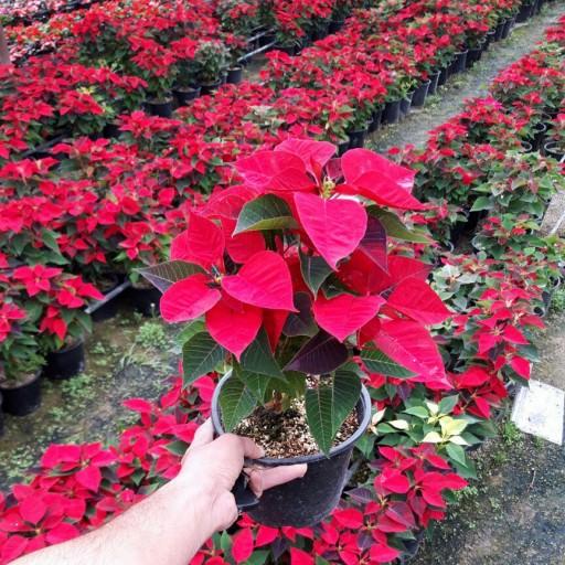 عکس گل فروشی گلوریاگاردن