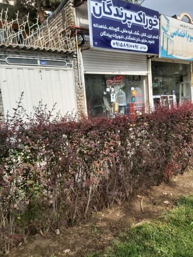 عکس خوراک پرندگان زینتی مرادی