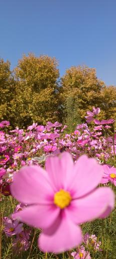 عکس باغ گیاهان دارویی و صنعتی (باغ گیاهشناسی)