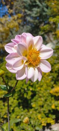 عکس باغ گیاهان دارویی و صنعتی (باغ گیاهشناسی)