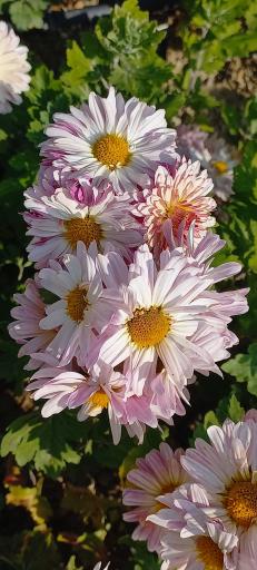 عکس باغ گیاهان دارویی و صنعتی (باغ گیاهشناسی)