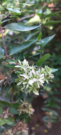 عکس باغ گیاهان دارویی و صنعتی (باغ گیاهشناسی)