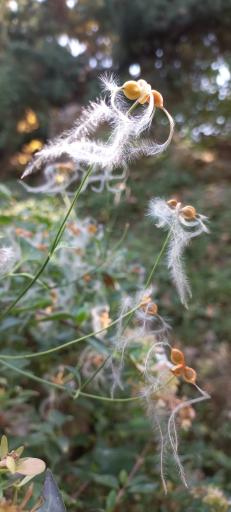 عکس باغ گیاهان دارویی و صنعتی (باغ گیاهشناسی)