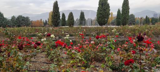 عکس باغ گیاهان دارویی و صنعتی (باغ گیاهشناسی)